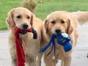 Trixie & Tillie