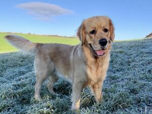 Tillie early morning walk