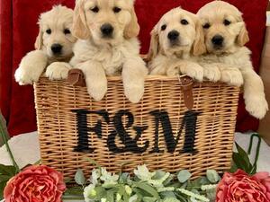 Trixies first litter
