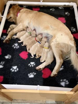 mum with puppies