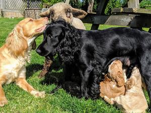 Puppies occasionally available