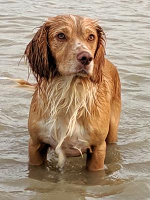 Prince. WCS Available for stud.