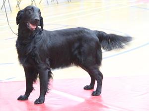 Res Best Veteran in Show