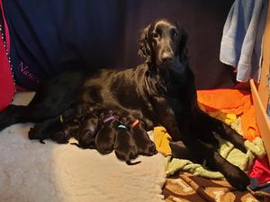 Nancy & her puppies aged 1 week