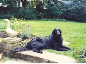 Bess & Goose