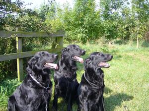 Bess, Indigo & Connie
