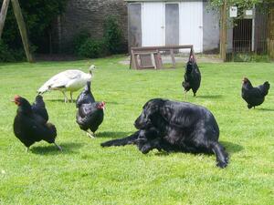 Brenna & Chickens