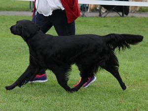 Gundog of Wales 2016