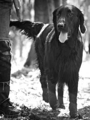 'Ulisse' - It Ch Dakota Spirit Kippari