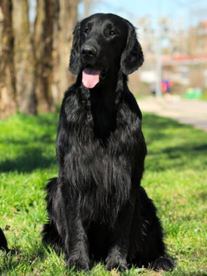 Ulisse
