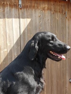 LUMO 2 Yrs
