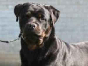 BRUNO