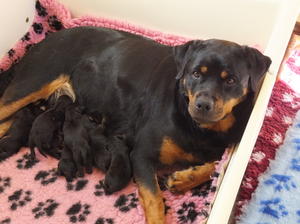 Mum (BABES)