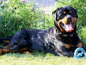 GRIZZLY 2
