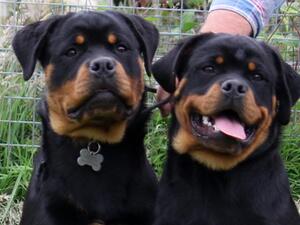 SISTERS
