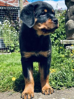 THIS PUP AVAILABLE