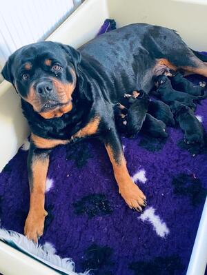 PUPS 1 DAY OLD