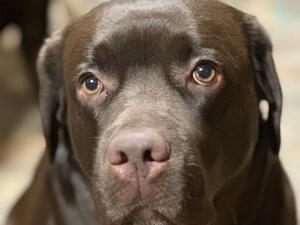 Sweet natured dark chocolate