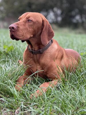 Simba