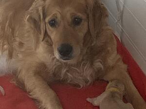Darker golden