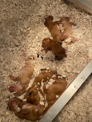Litter of working Cocker’s , both parents can be