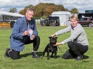 Best Puppy Midland Counties
