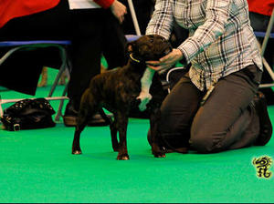 Izzy @ Crufts