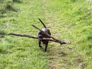 Tyger enjoying a walk.