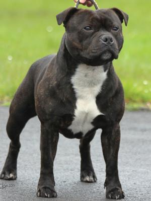 Ralph @ 17 mths old