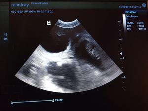 Gypsy is confirmed pregnant