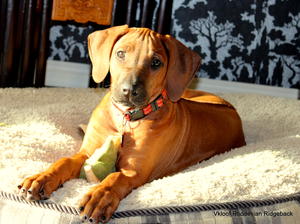 Lulu at 12 weeks