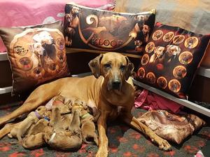 Jayjay & Azizi's 8 puppies