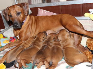 Jayjay and Czar's puppies at 3 weeks.
