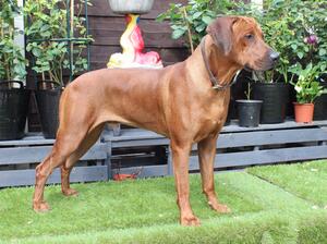 Zeus