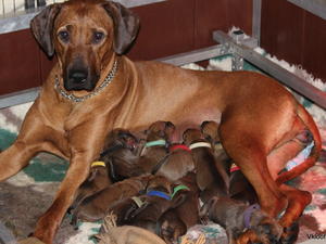 Gypsy and Kai's puppy at day 1