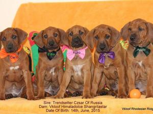 Jayjay and Czar's puppies at 8 weeks
