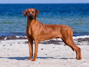 Azizi the Sire of Litter