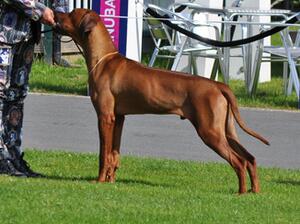 Duke at 10 months