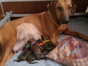 Lulu & her 5 puppies