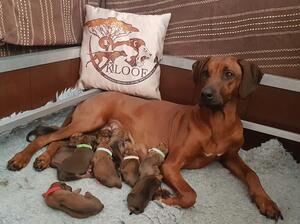 Gigi & her Puppies