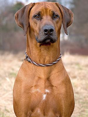 Azizi