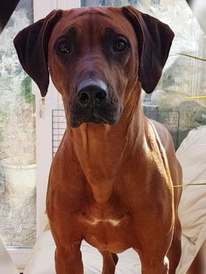 Gigi ( Vkloof Grand Red Rum A.I )