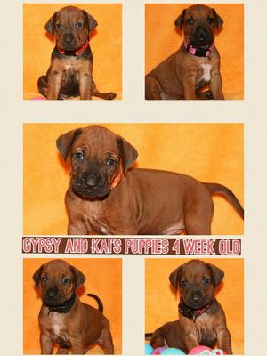 Few Gypys and Kai's puppies week 4