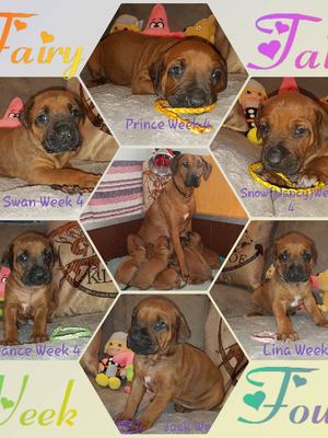 Lulu & Ryder's puppies , 4 weeks old