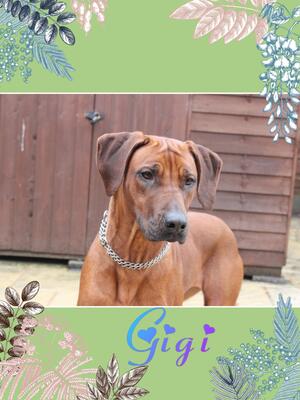Gigi