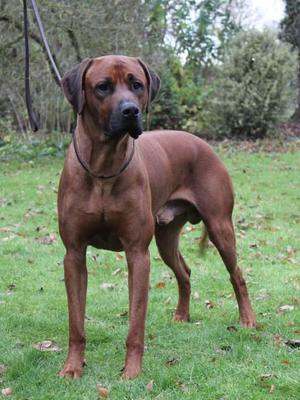 Ryder, The Sire