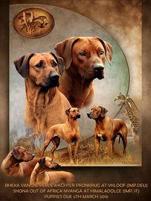 Gypy and Kai's upcoming litter