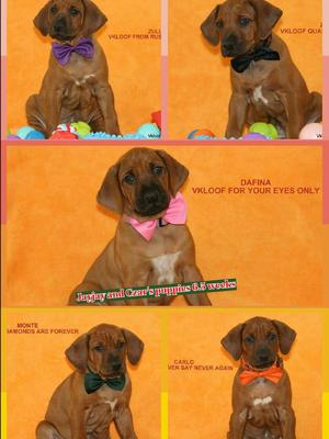 Jayjay and Czar's puppies at 6.5 weeks.