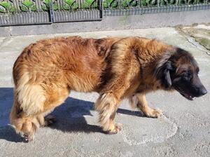 Mum of pups Maiya