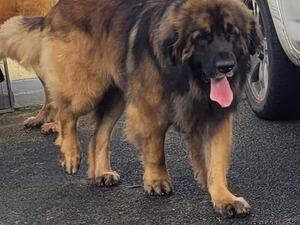 Dad of pups